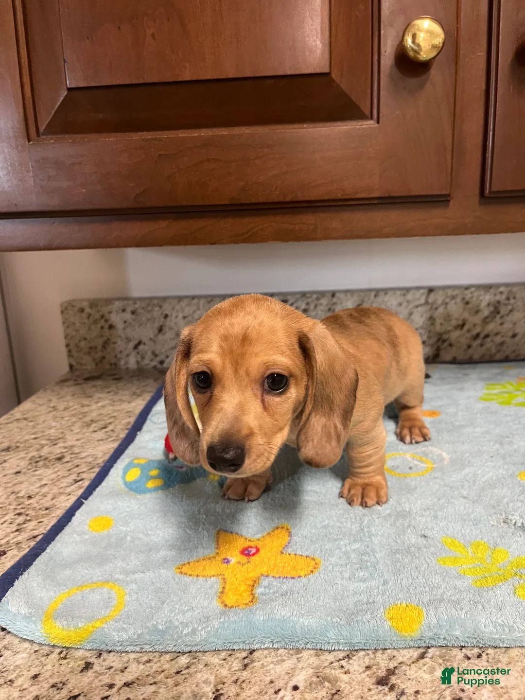 Miniature Dachshund dogs for sale: Ansh  - Ad 1