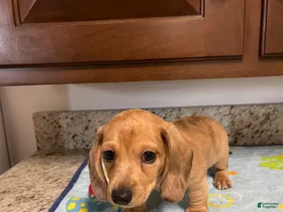 Miniature Dachshund dogs for sale: Ansh - Ad 3