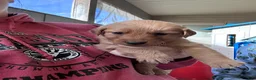 Golden Retriever dogs for sale: Buddy (Orange) - Ad 3