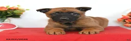Belgian Malinois dogs for sale: Rio - Ad 2