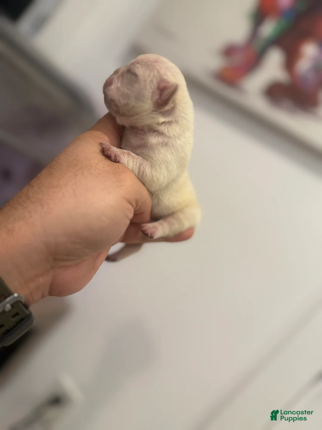 French Bulldog dogs for sale: Skye - Ad 2