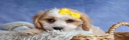 Cavachon dogs for sale: RUBY - Ad 6