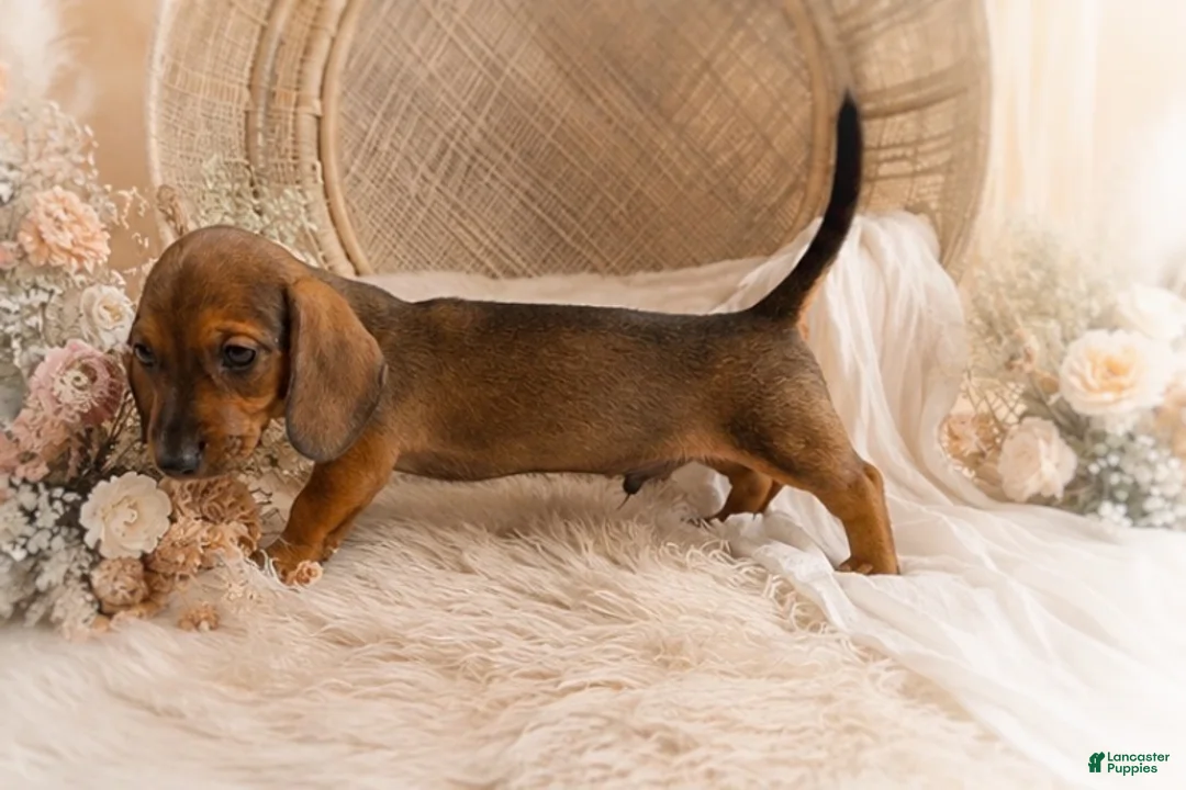 Miniature Dachshund dogs for sale: Oscar - Ad 3