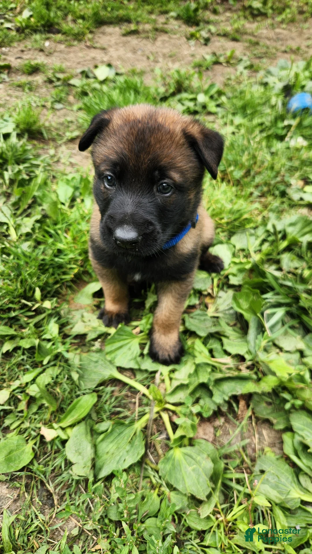 Belgian Malinois dogs for sale: Gunner (Blue) - Ad 1