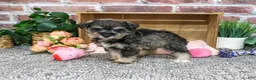 Miniature Schnauzer dogs for sale: Dior - Ad 1