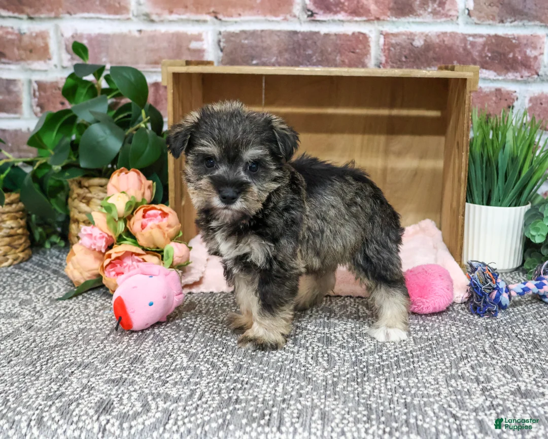 Miniature Schnauzer dogs for sale: Dior - Ad 1
