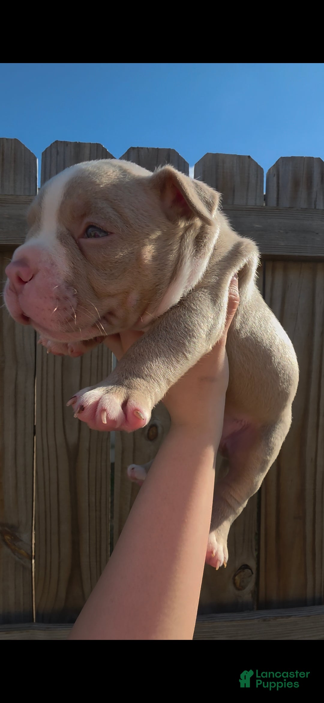 American Bully dogs for sale: American Bully 2 - Ad 7