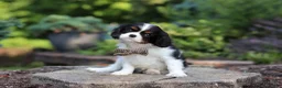 Cavalier King Charles Spaniel dogs for sale: Leo - Ad 1
