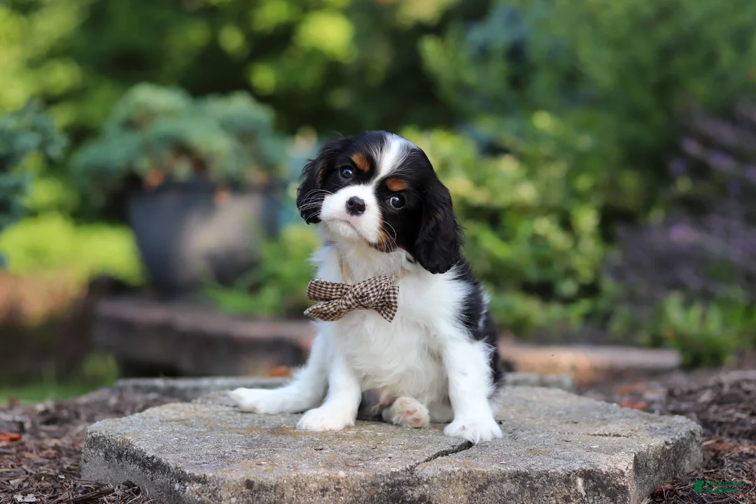 Cavalier King Charles Spaniel dogs for sale: Leo - Ad 1