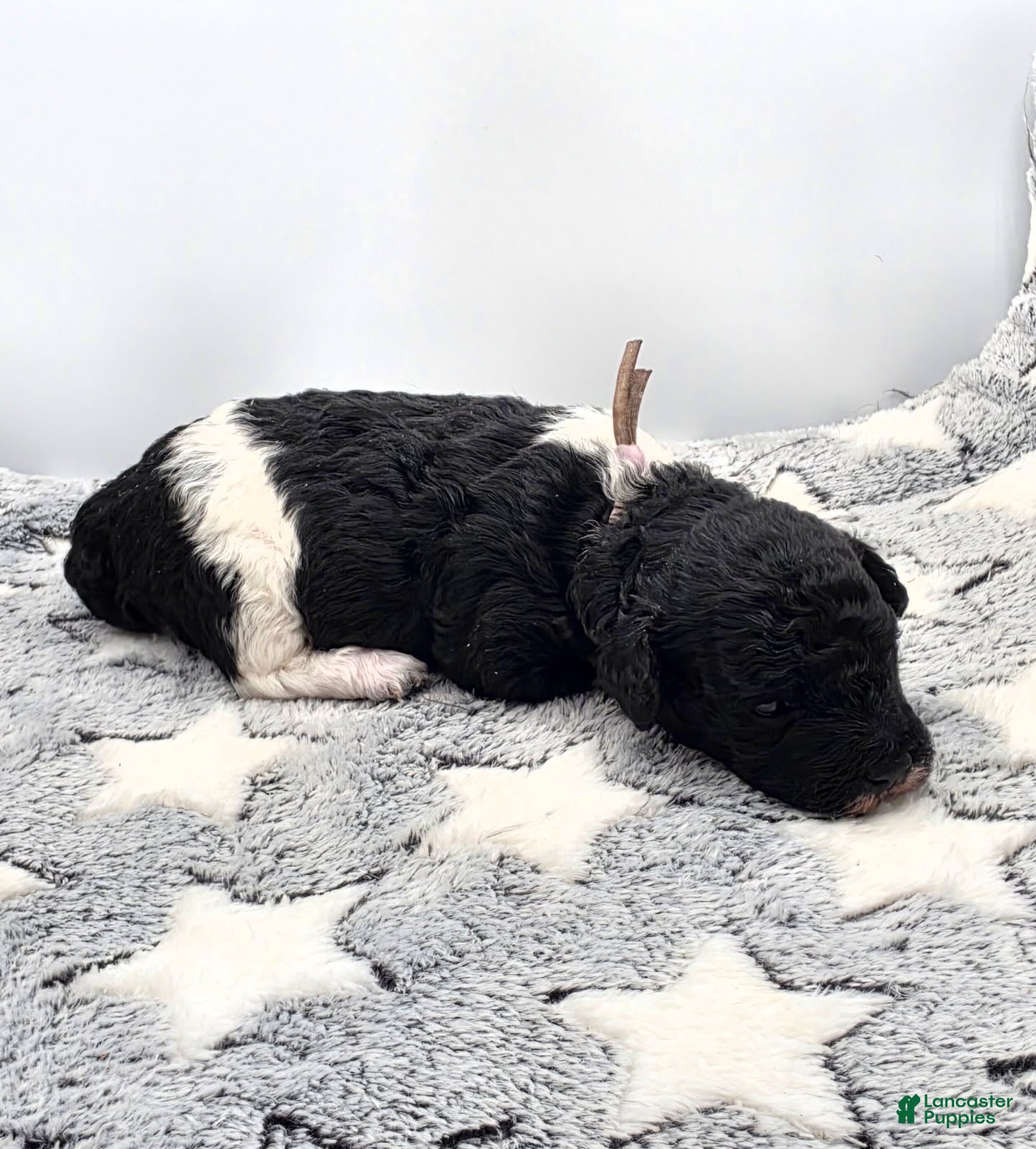 Miniature Poodle dogs for sale: Sorbet - Ad 1