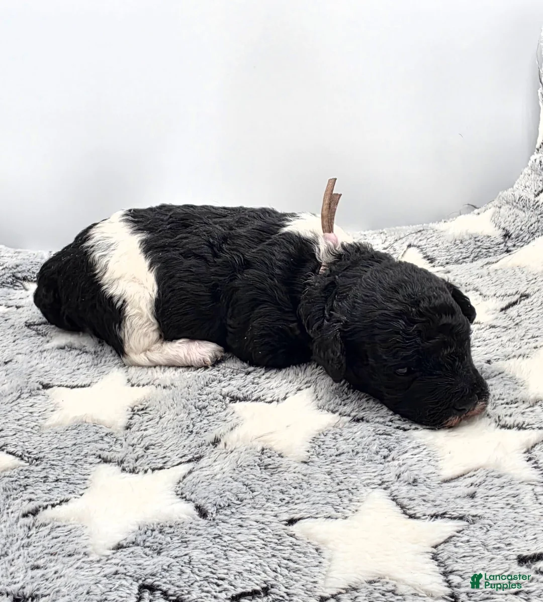 Miniature Poodle dogs for sale: Sorbet - Ad 1