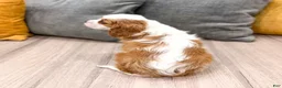 Cavalier King Charles Spaniel dogs for sale: Emmy - Ad 5