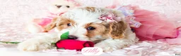 Cavapoo dogs for sale: Lilly - Ad 13
