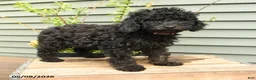 Shihpoo dogs for sale: Ruby - Ad 4