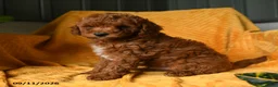 Cavapoo dogs for sale: Crouton - Ad 1