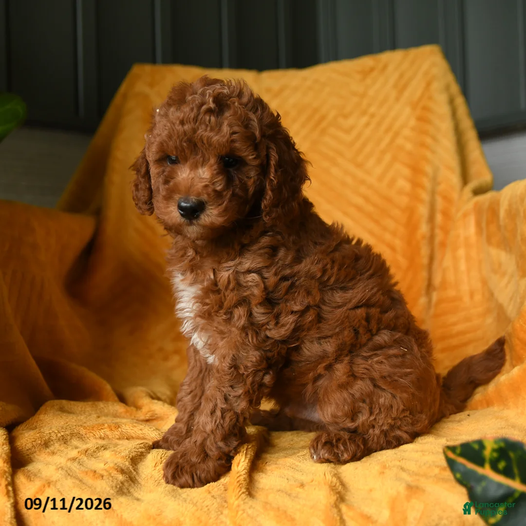 Cavapoo dogs for sale: Crouton - Ad 1