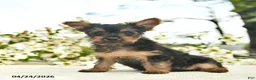 Yorkshire Terrier dogs for sale: Monty  - Ad 2