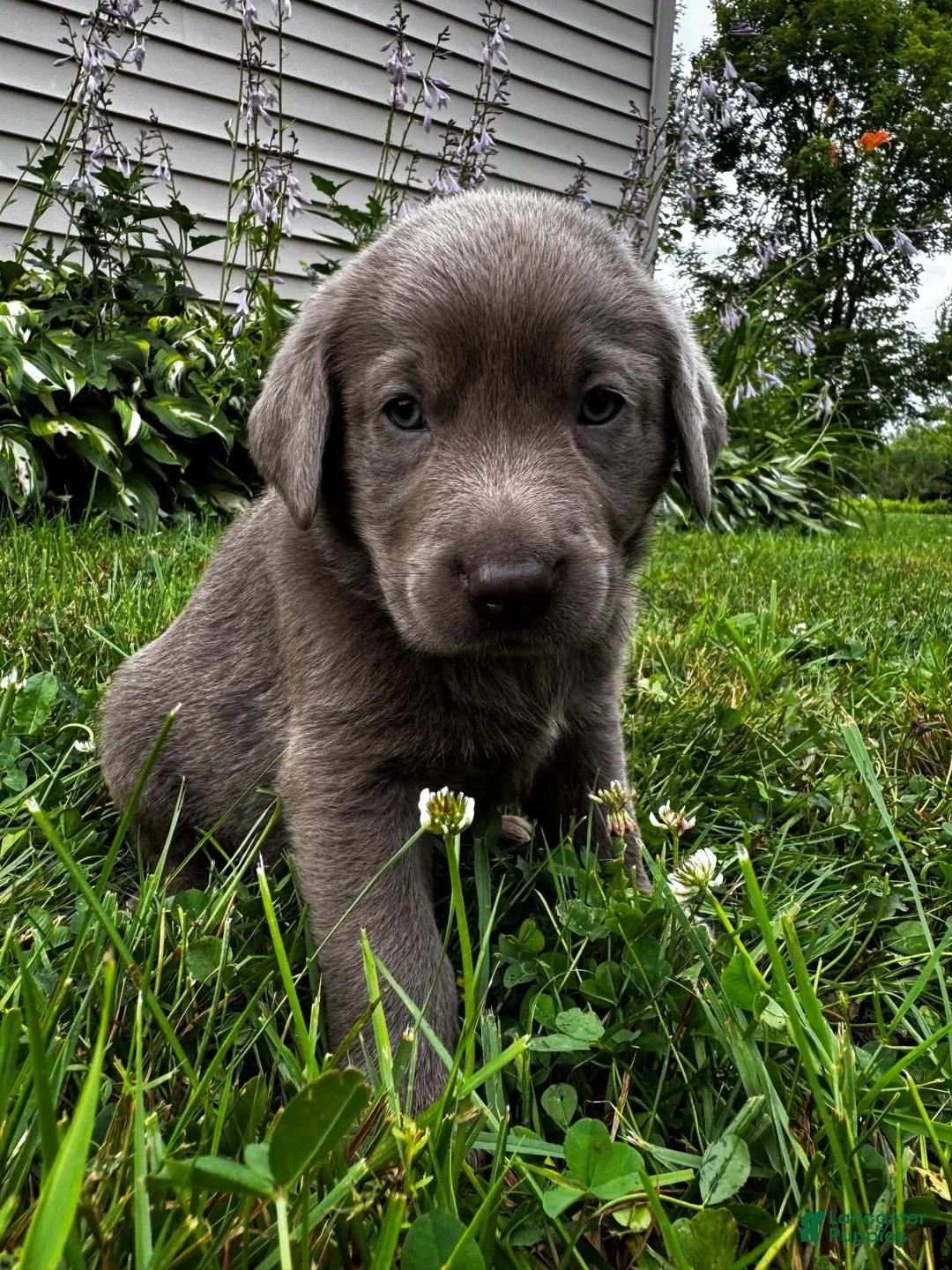 Labrador Retriever dogs for sale: Lotus - Ad 2