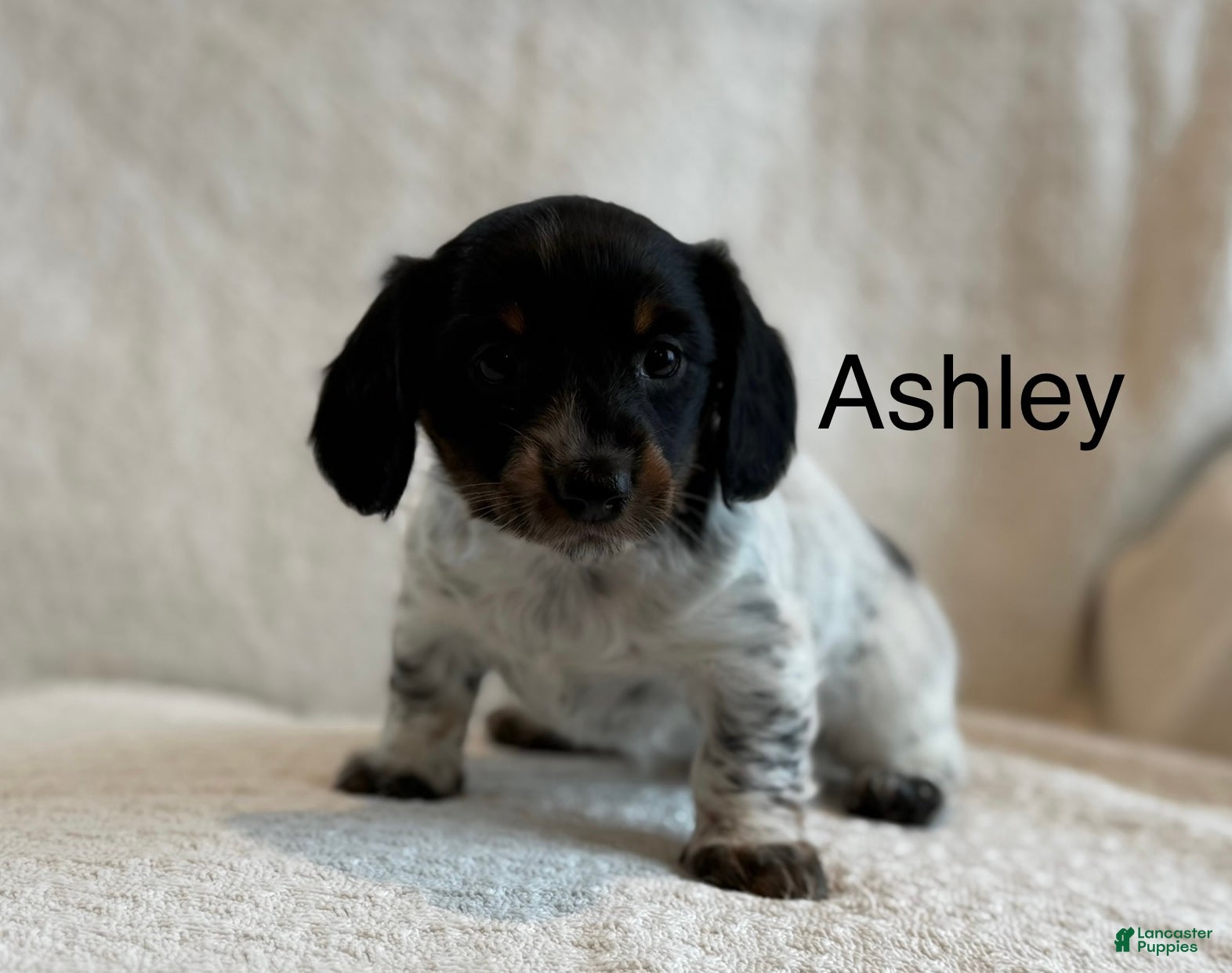Miniature Dachshund dogs for sale: Ashley - Ad 3