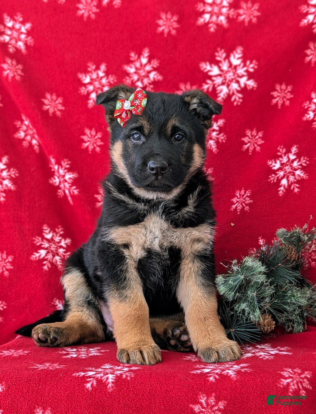 German Shepherd dogs for sale: Clarissa - Ad 3