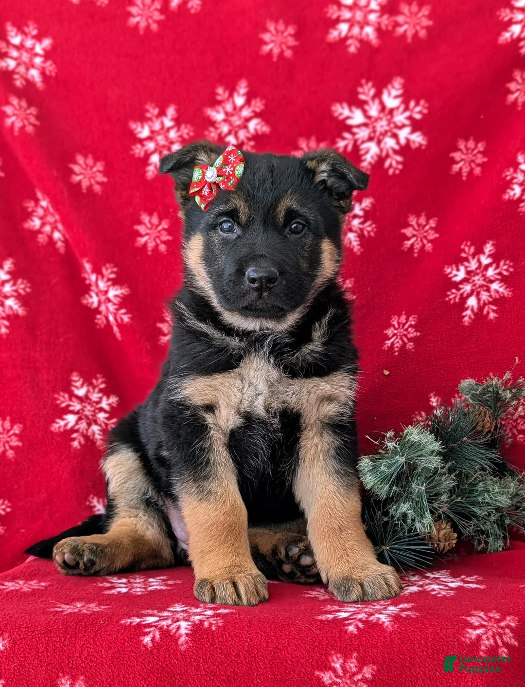 German Shepherd dogs for sale: Clarissa - Ad 3