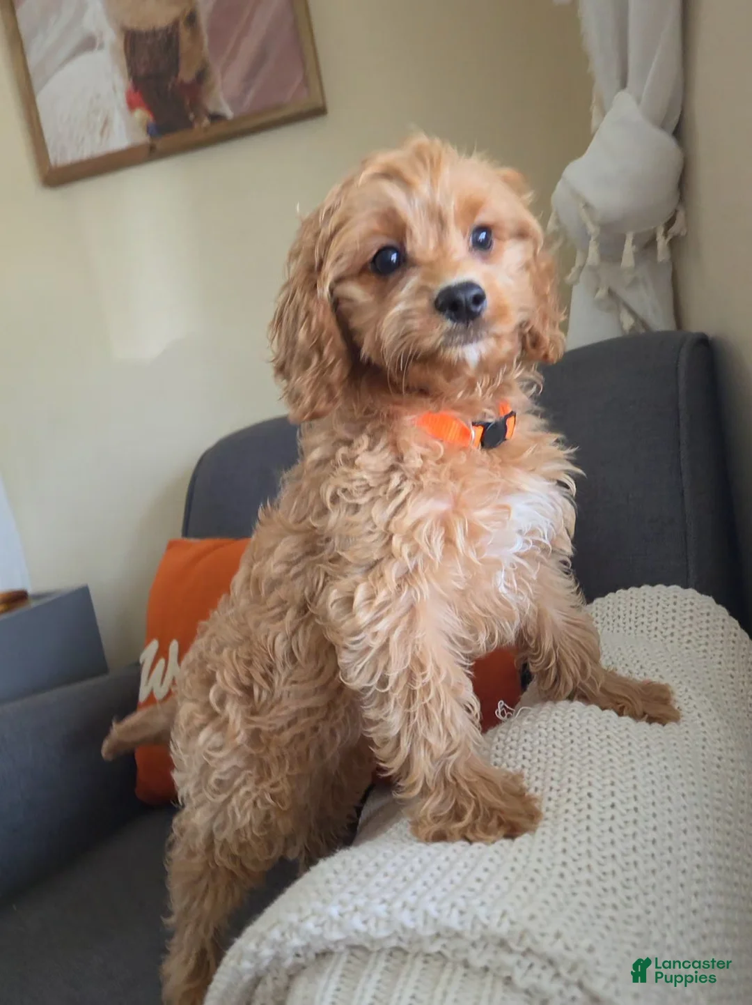 Cavapoo dogs for sale: Gilmore - Ad 2