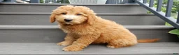Mini Goldendoodle dogs for sale: Kenny - Ad 3
