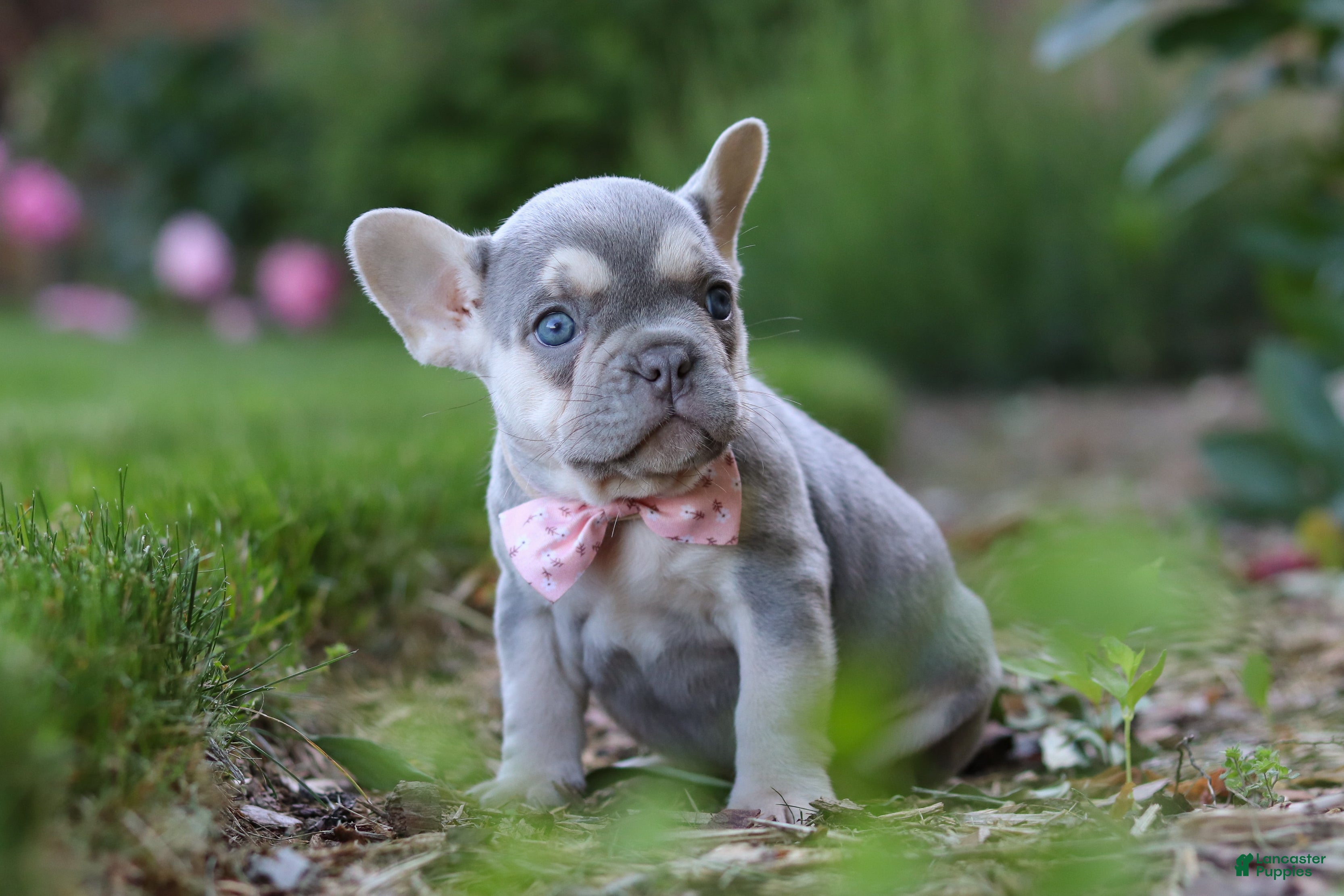 French Bulldog dogs for sale: Poppy - Ad 6