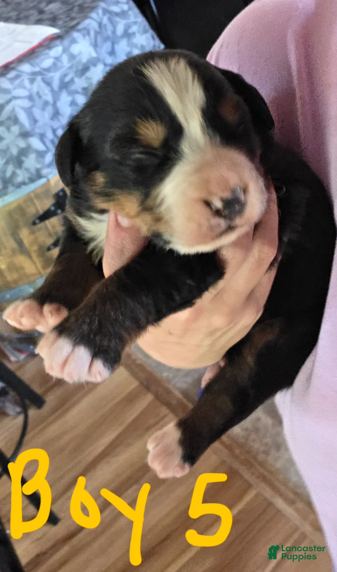 Bernese Mountain Dog dogs for sale: Bernese Mountain Dog Puppy 1 - Ad 2