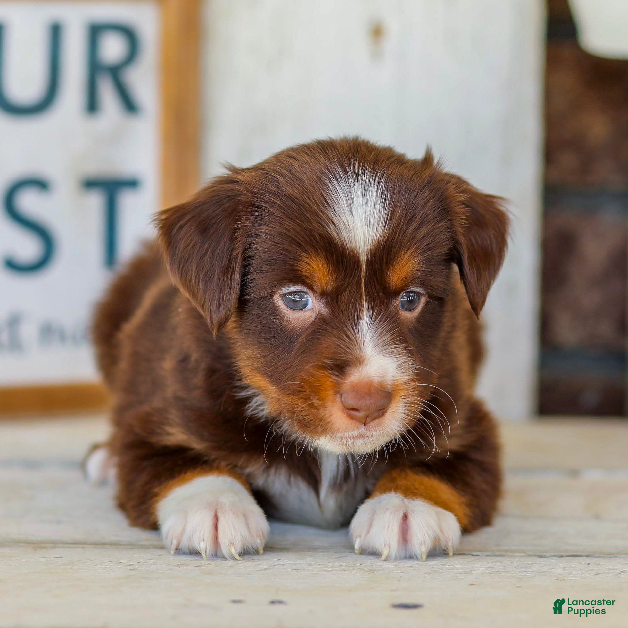 Miniature Australian Shepherd dogs Blaze - Ad 2