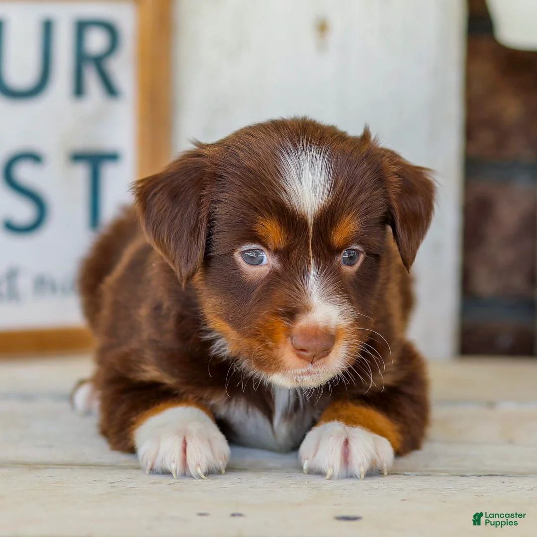 Miniature Australian Shepherd dogs for sale: Blaze - Ad 2