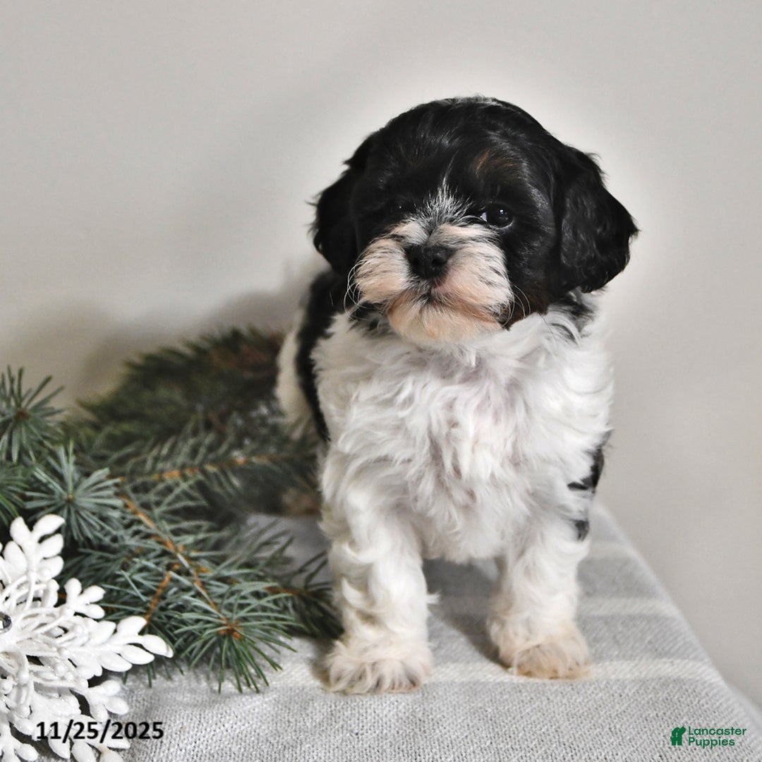 Shihpoo dogs for sale: Heidi - Ad 3