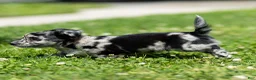 Chihuahua dogs for sale: Ryder Chihuahua Puppy  - Ad 20