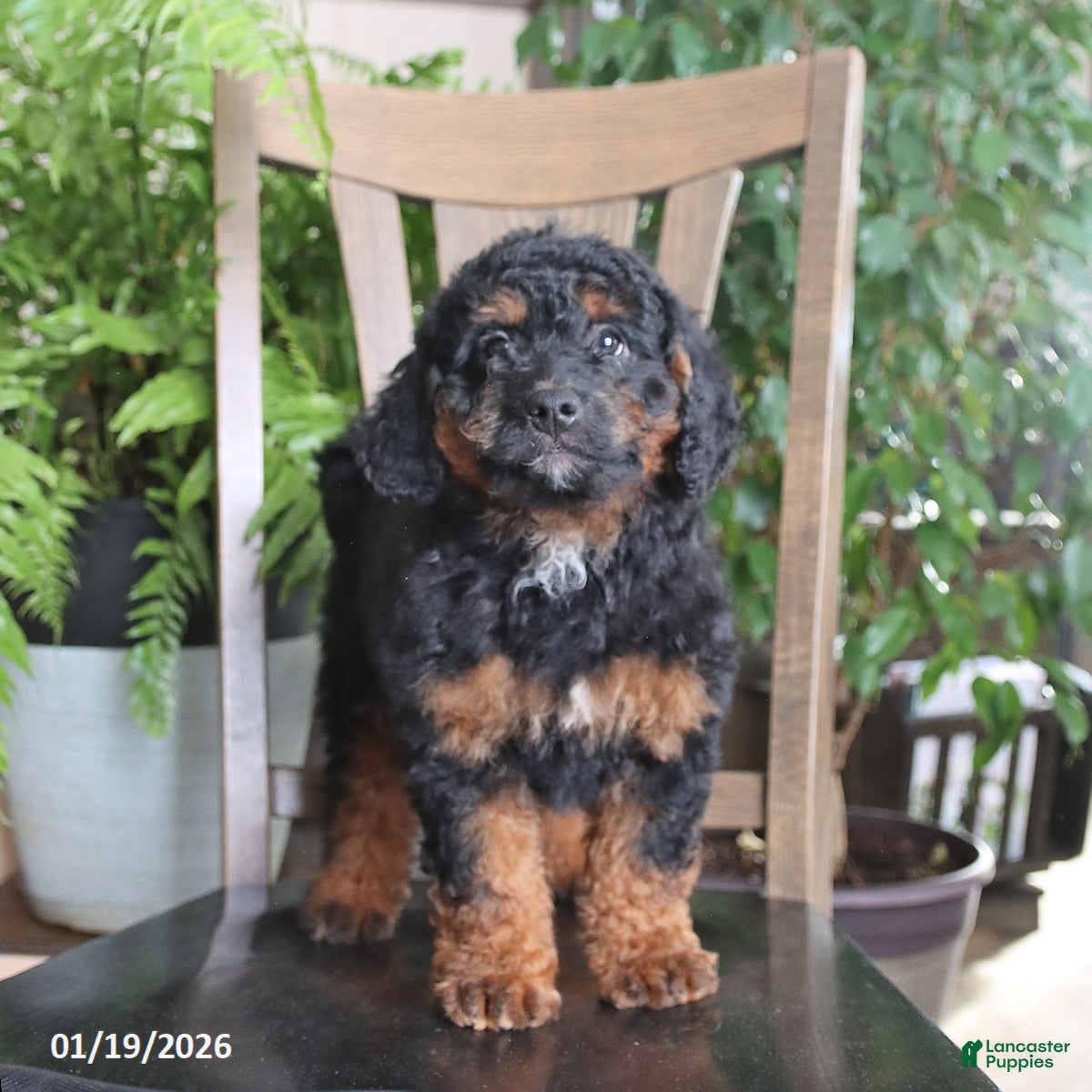 Mini Bernedoodle dogs Topher - Ad 37