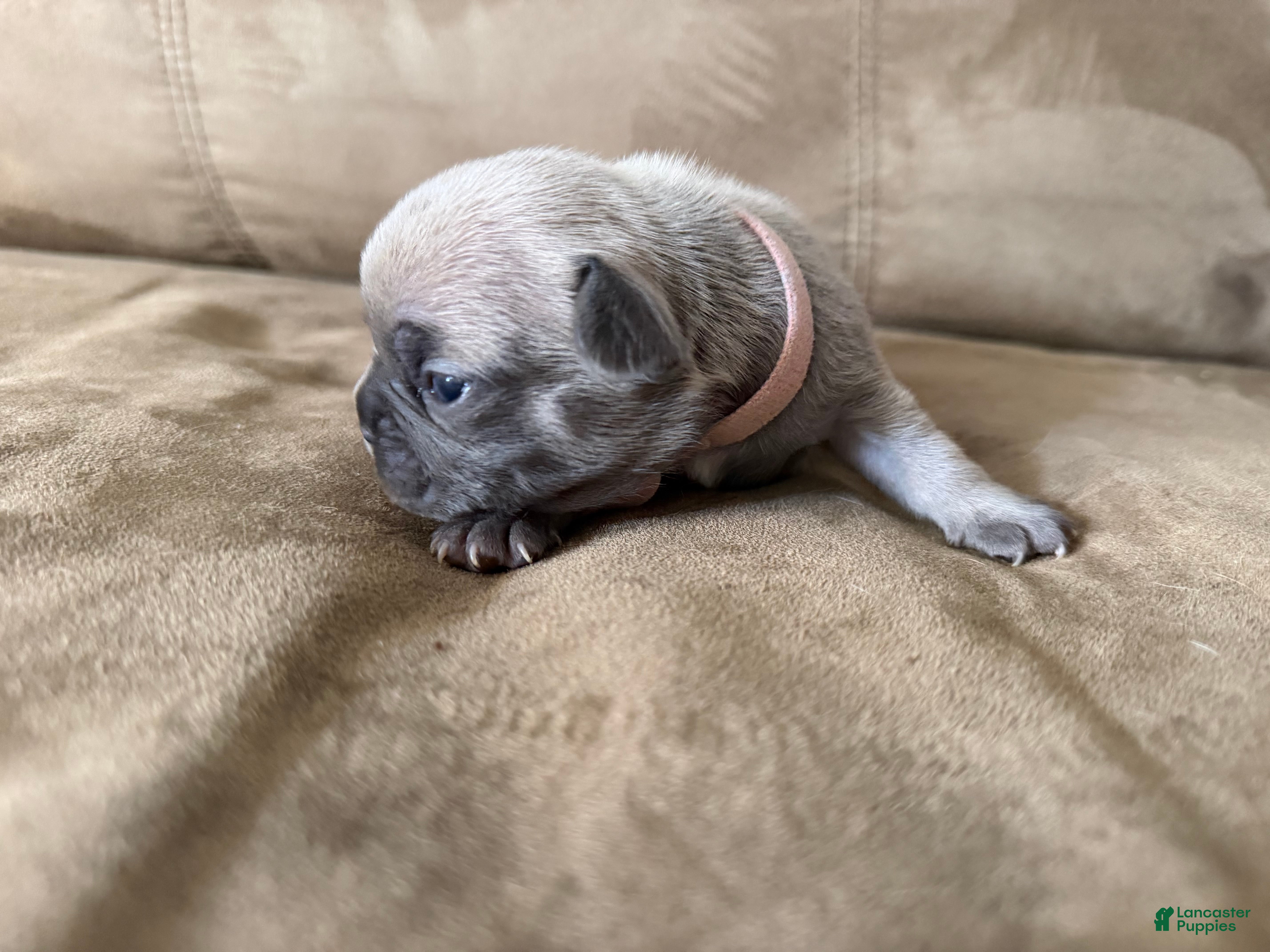 French Bulldog dogs French Bulldog Puppy 6 - Ad 2