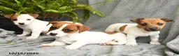 Jack Russell Terrier dogs for sale: Queen Annes Lace - Ad 3