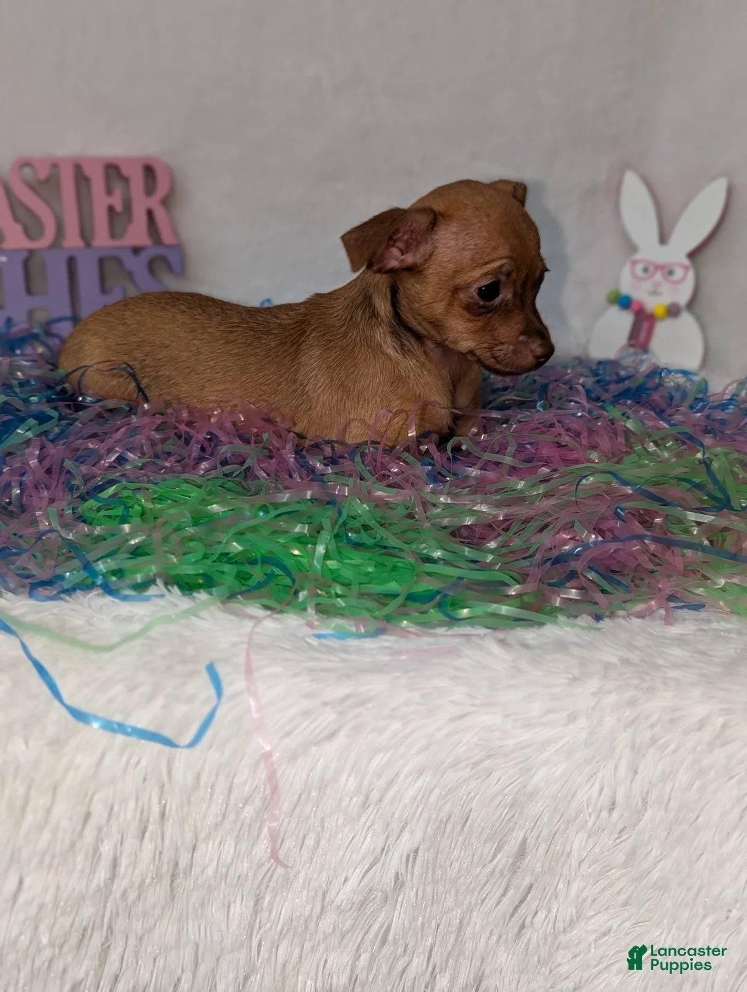 Chihuahua dogs for sale: Chihuahua Puppy 2 - Ad 5