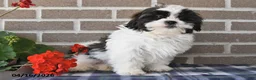 Shih Tzu dogs for sale: Rachel - Ad 5