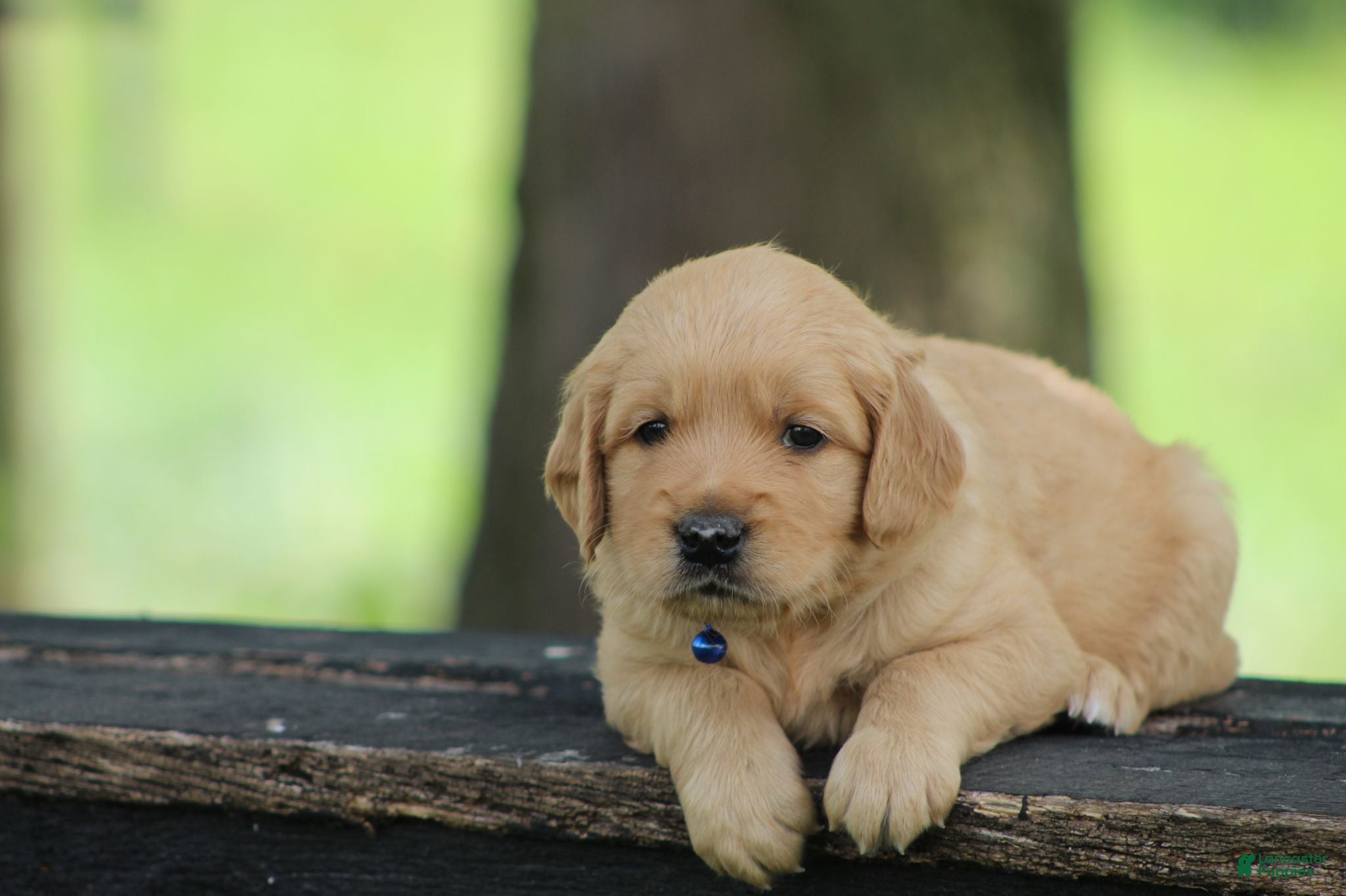 Golden Retriever dogs Winston - Ad 2