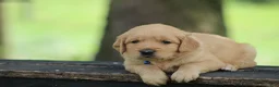 Golden Retriever dogs for sale: Winston - Ad 2