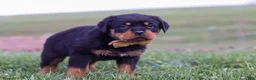 Rottweiler dogs for sale: Rocky - Ad 6