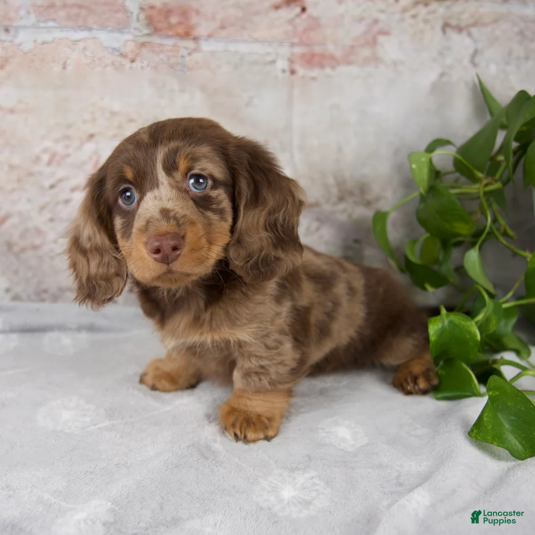 Miniature Dachshund dogs for sale: Osborne - Ad 2