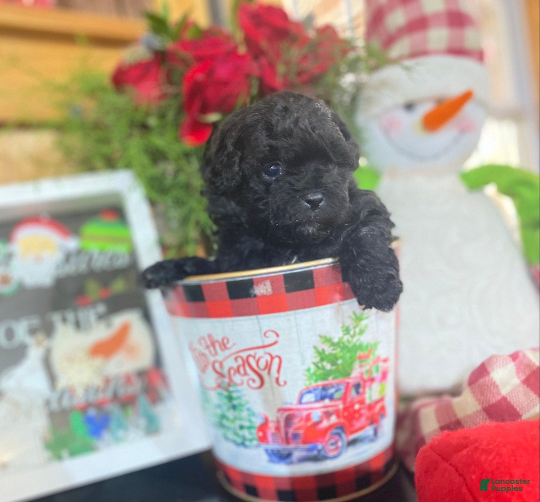 Shihpoo dogs for sale: Shihpoo Puppy 1 - Ad 1