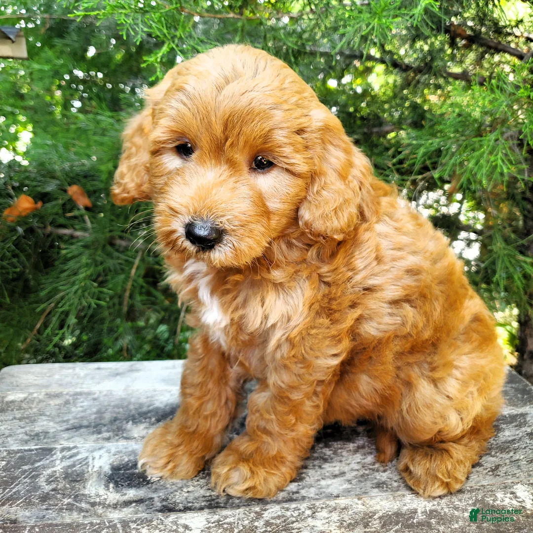 Mini Goldendoodle dogs for sale: Milo - Ad 7