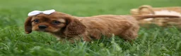 Cavalier King Charles Spaniel dogs for sale: Sierra 🤎🐶 - Ad 5