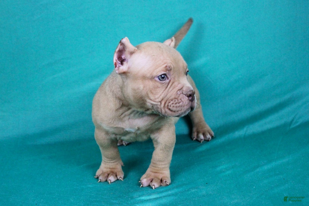 American Bully dogs for sale: Lilac Female - Ad 5