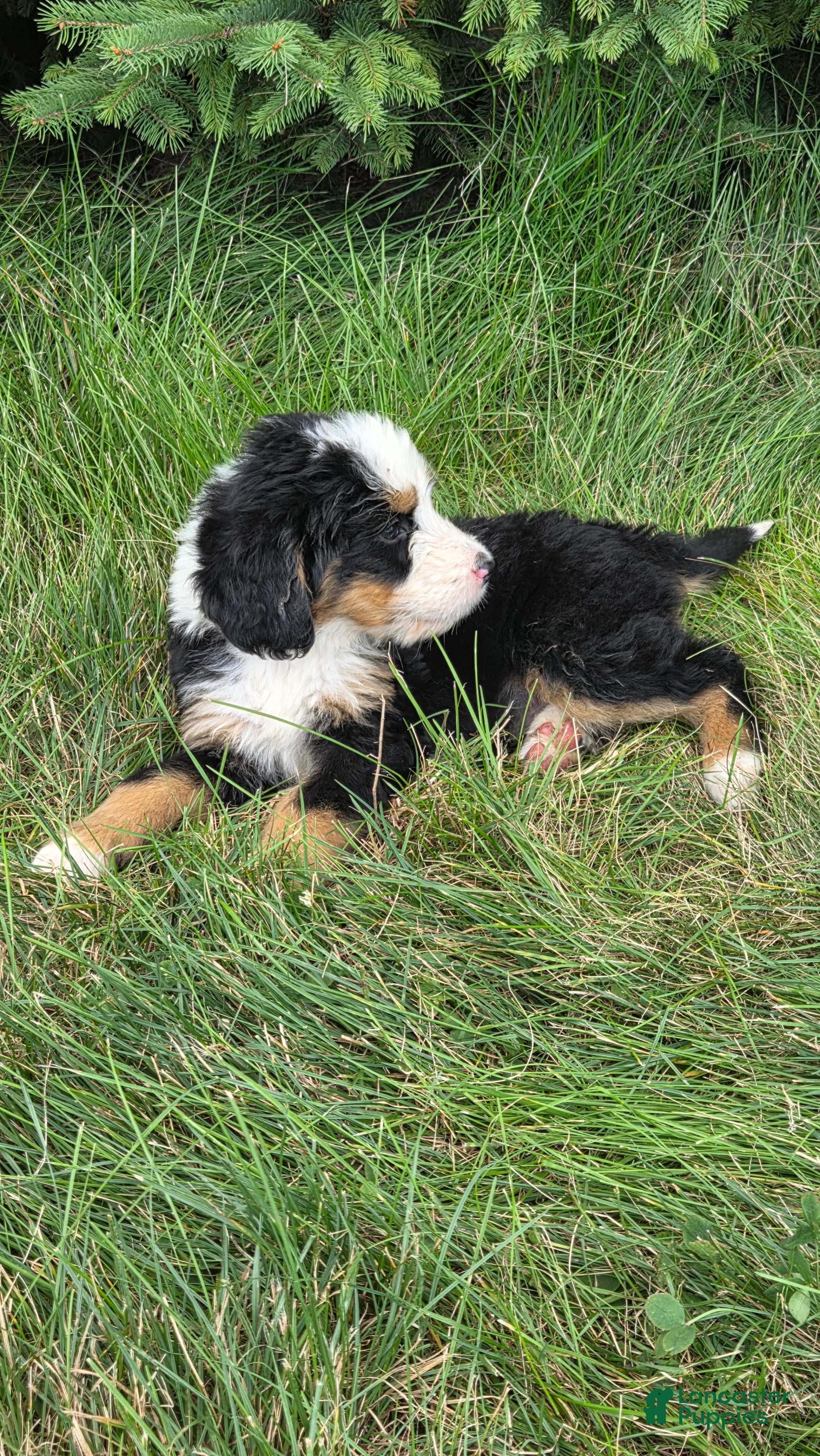 Bernedoodle dogs Bernedoodle Blue - Ad 1