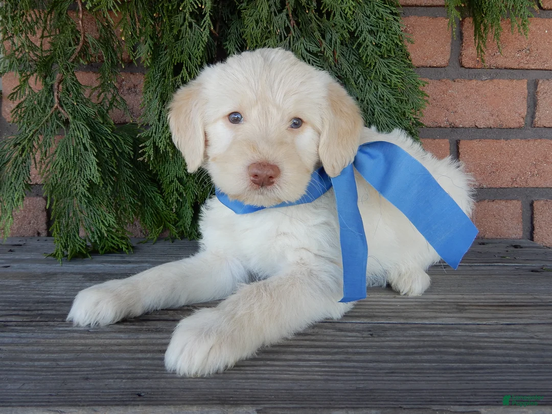 Labradoodle dogs for sale: Rocky - Ad 1