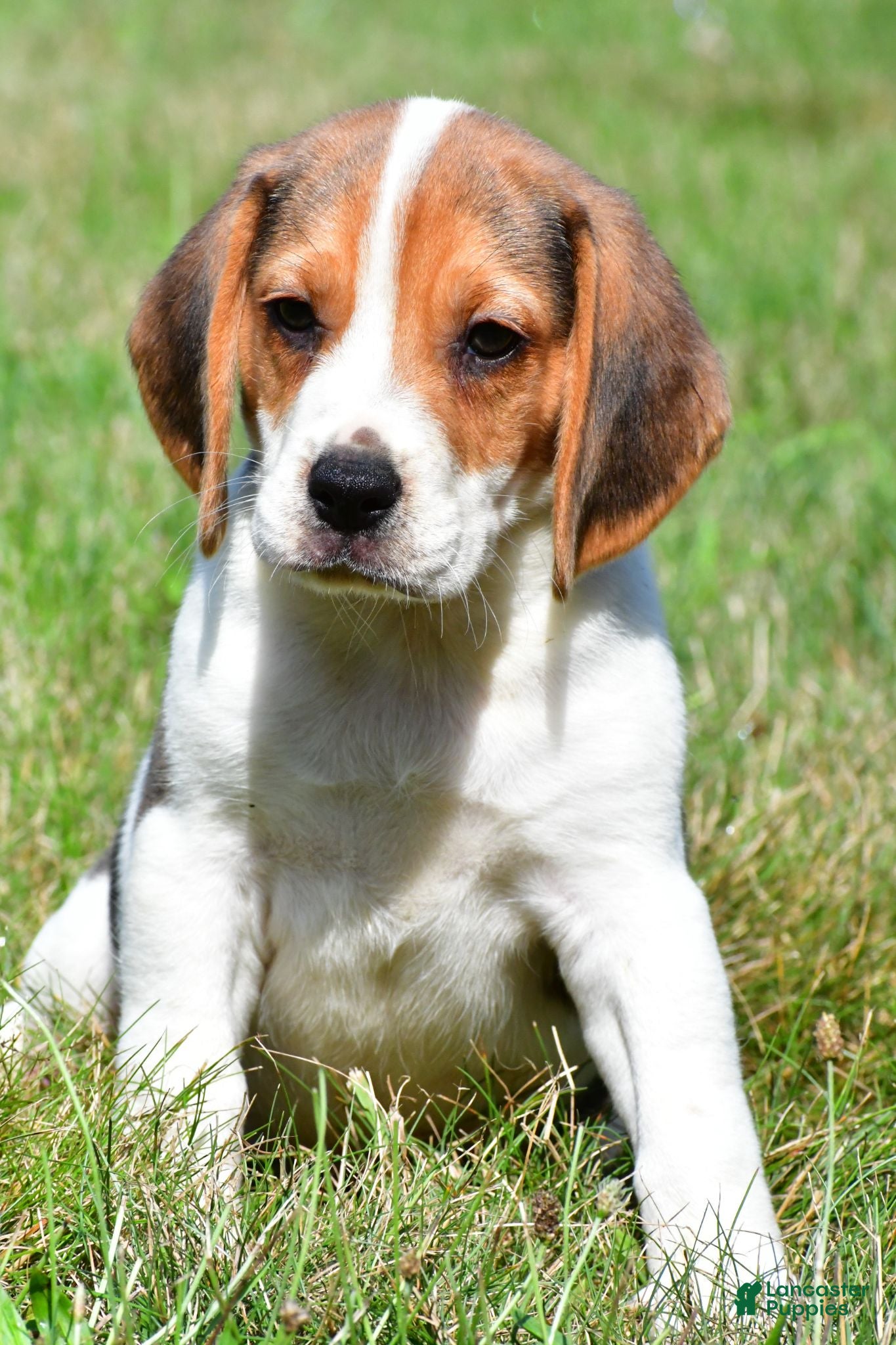 Beagle dogs Ronnie - Ad 1