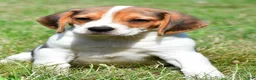 Beagle dogs for sale: Ronnie - Ad 1